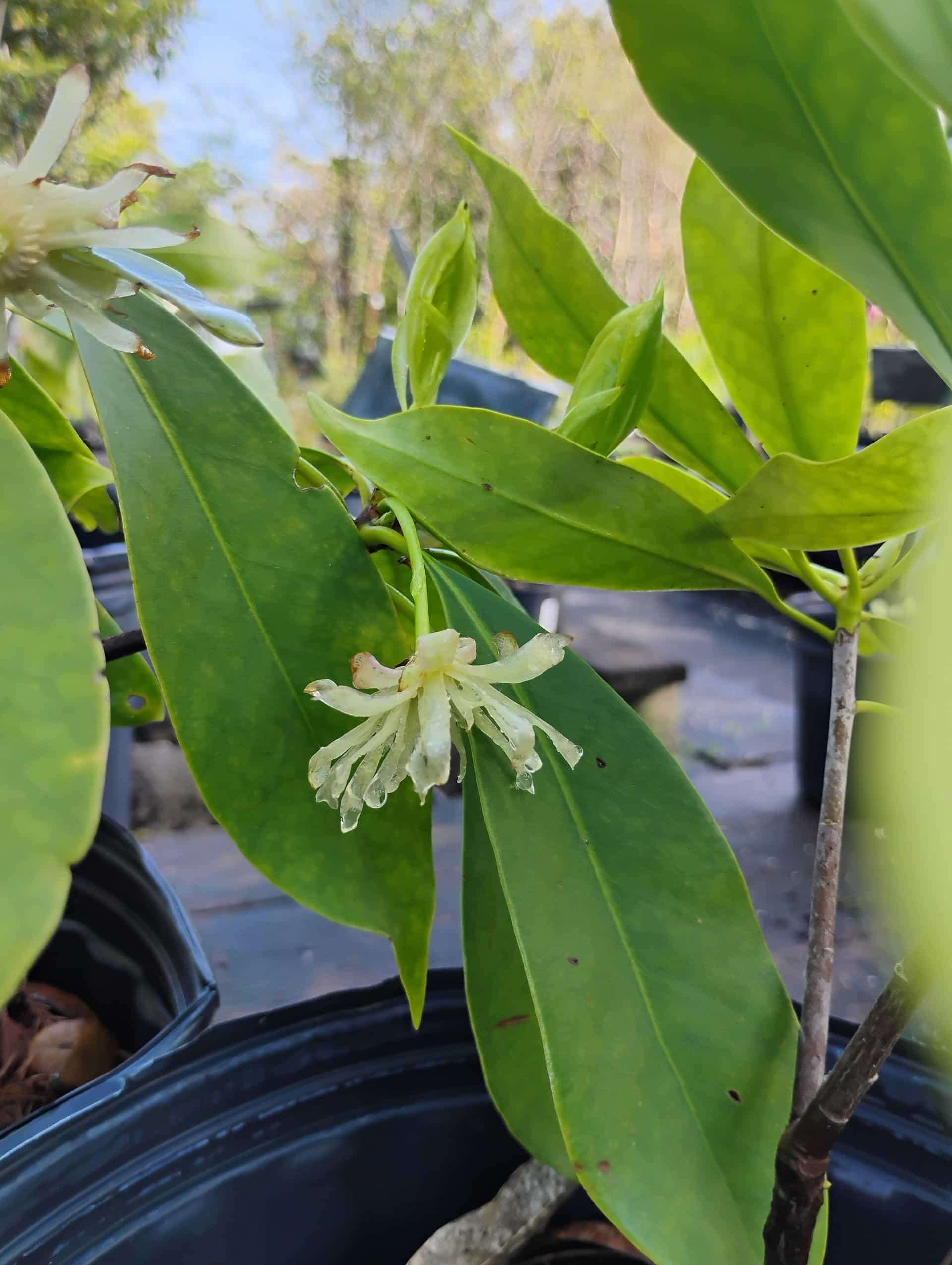 White Florida Anise (Illicium floridanum), Shrub