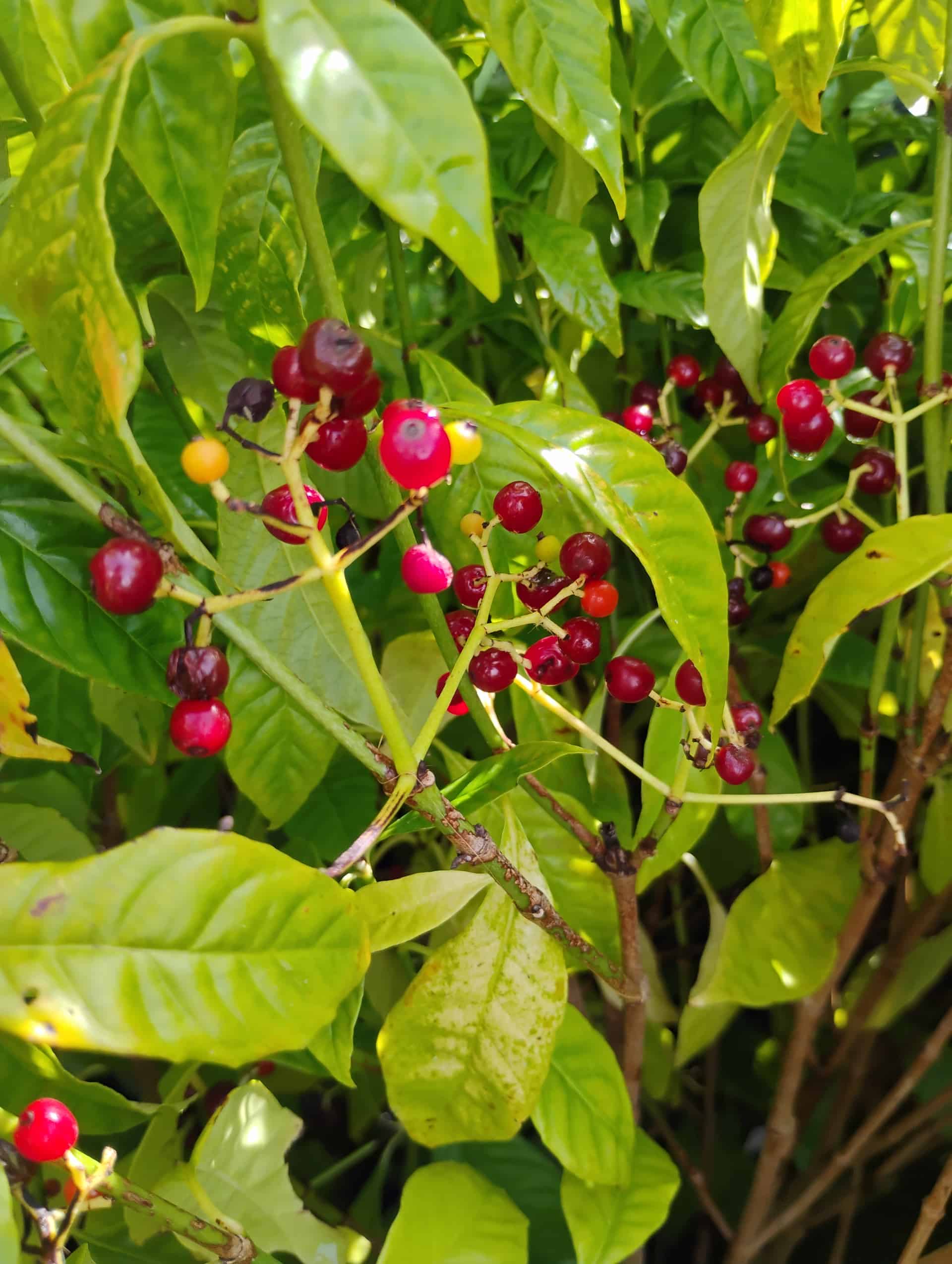 Wild Coffee (Psychotria nervosa), Shrub