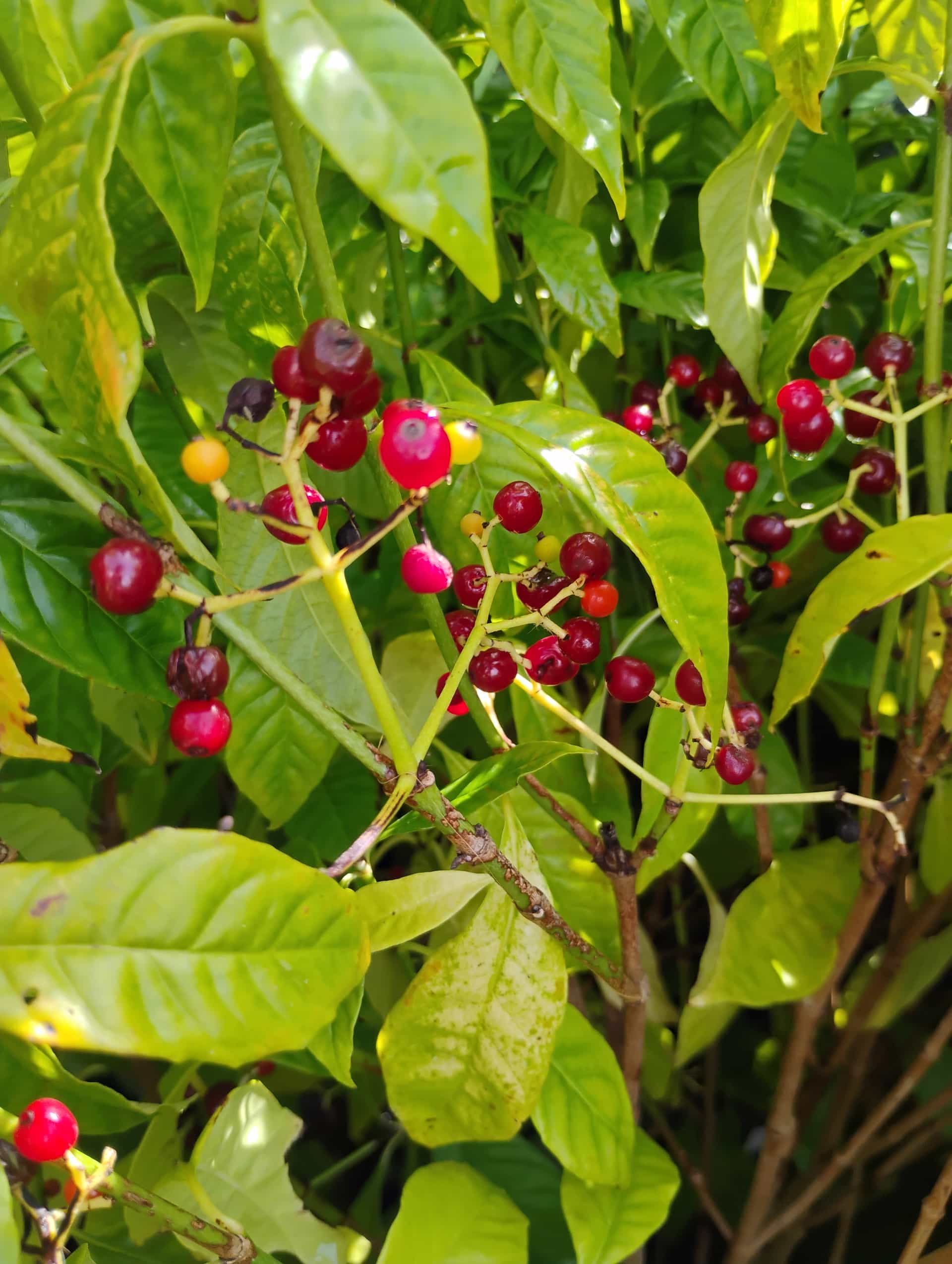 Wild Coffee (Psychotria nervosa), Shrub