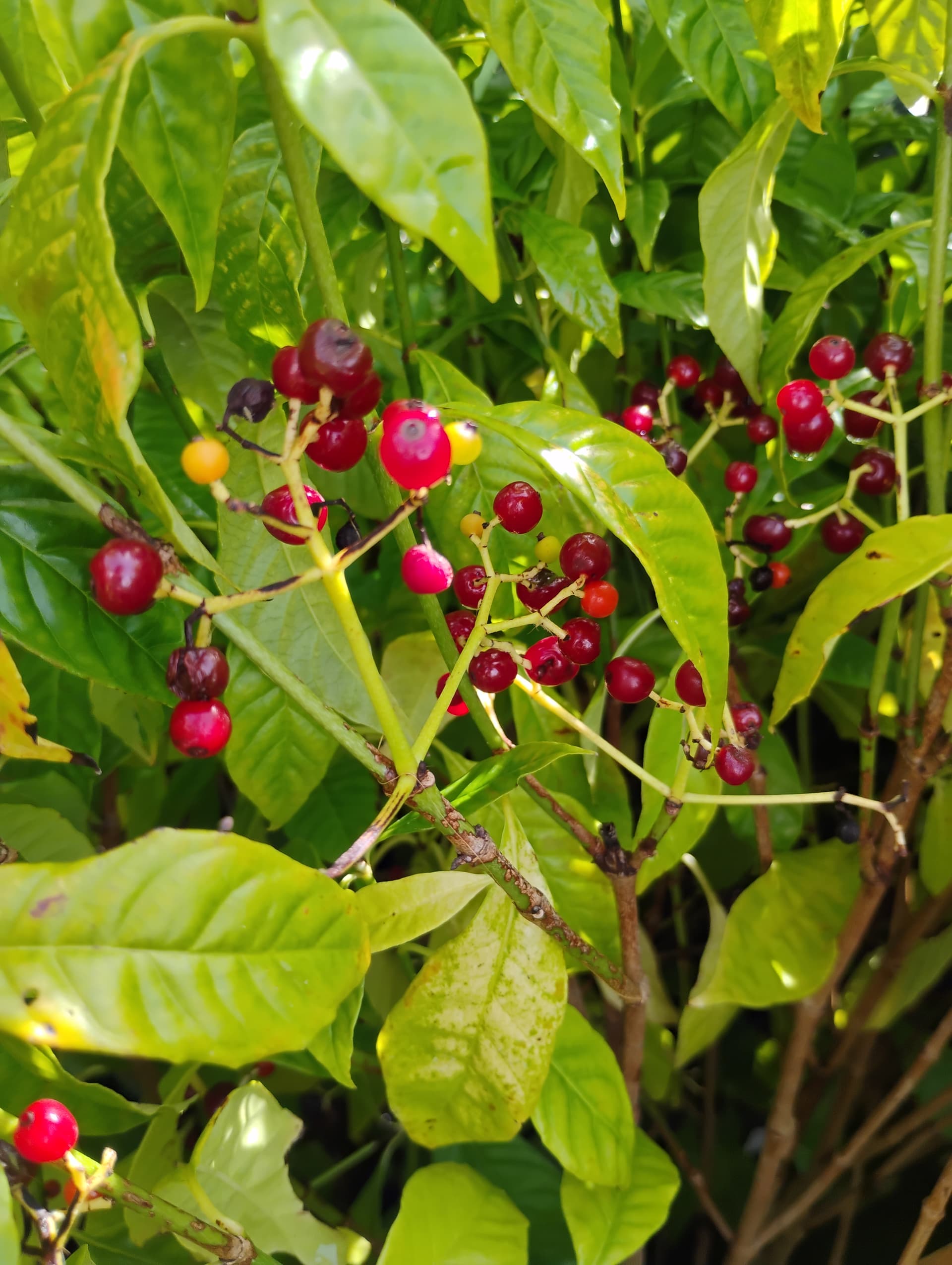 Wild Coffee