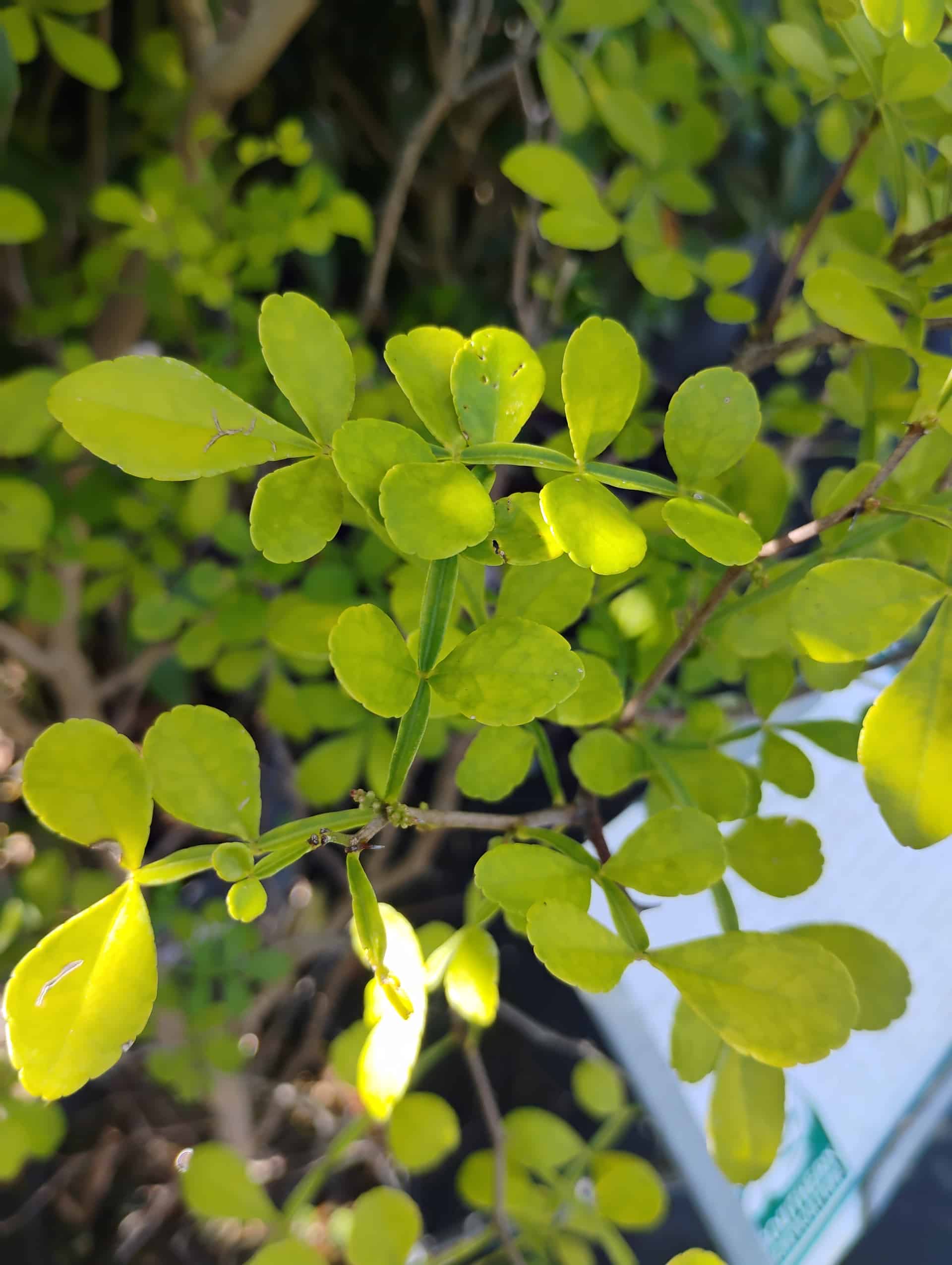 Wild Lime (Zanthoxylum fagara), Tree