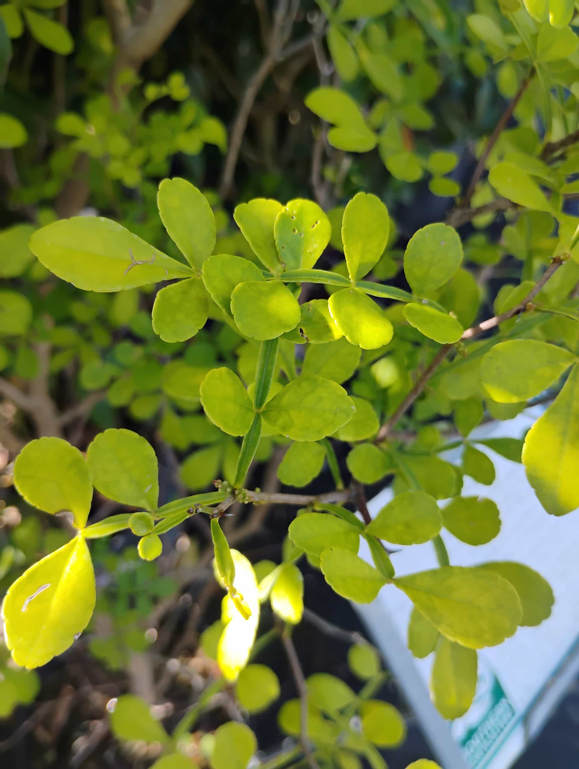 Wild Lime (Zanthoxylum fagara), Tree