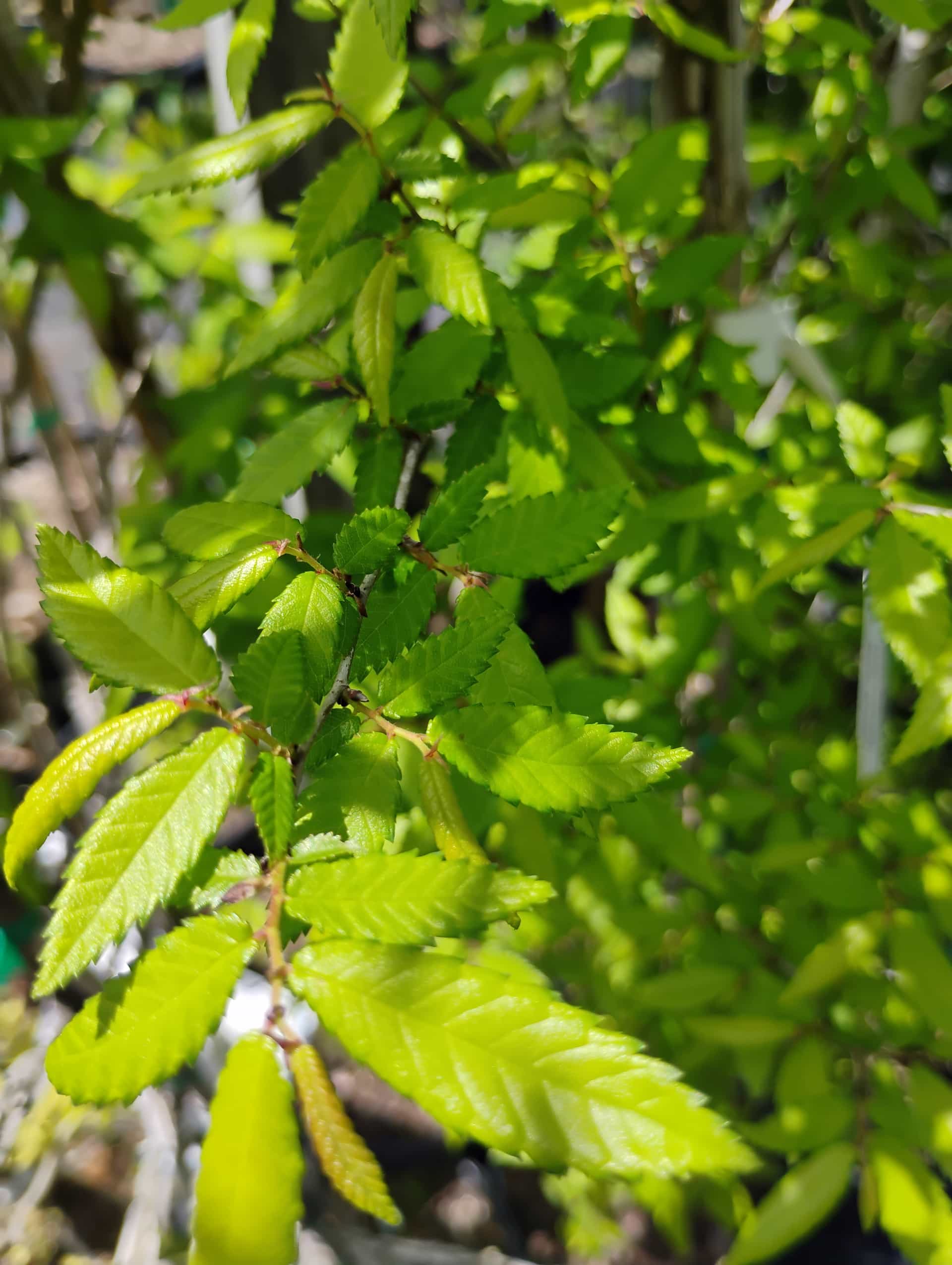 Winged Elm (Ulmus alata), Tree