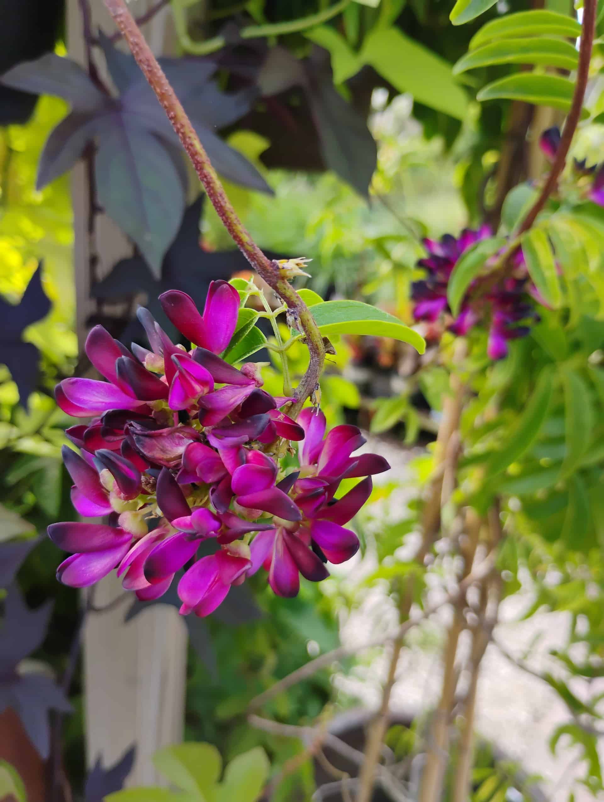 Evergreen Wisteria (Millettia reticulata), Vine