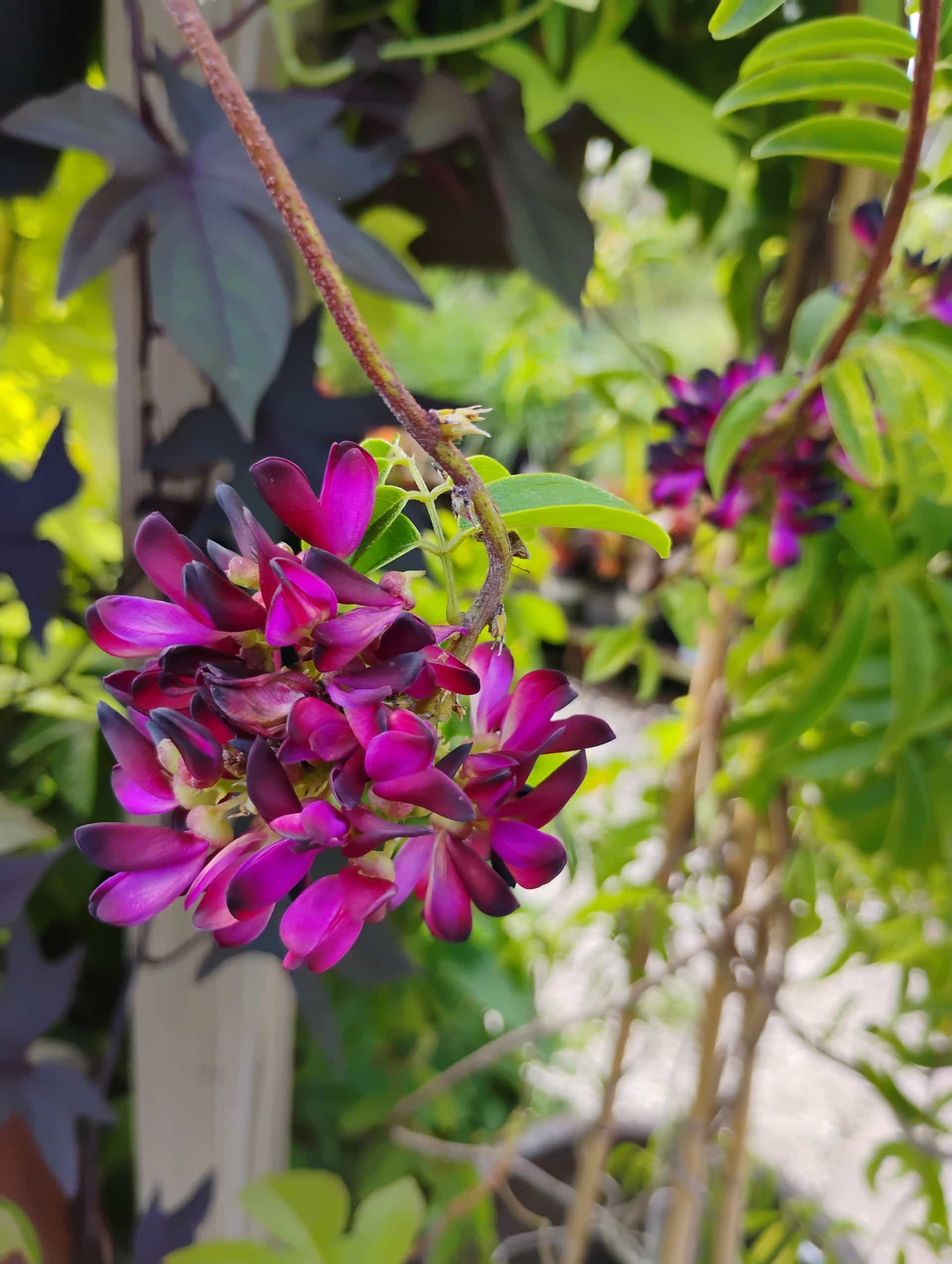 Evergreen Wisteria (Millettia reticulata), Vine