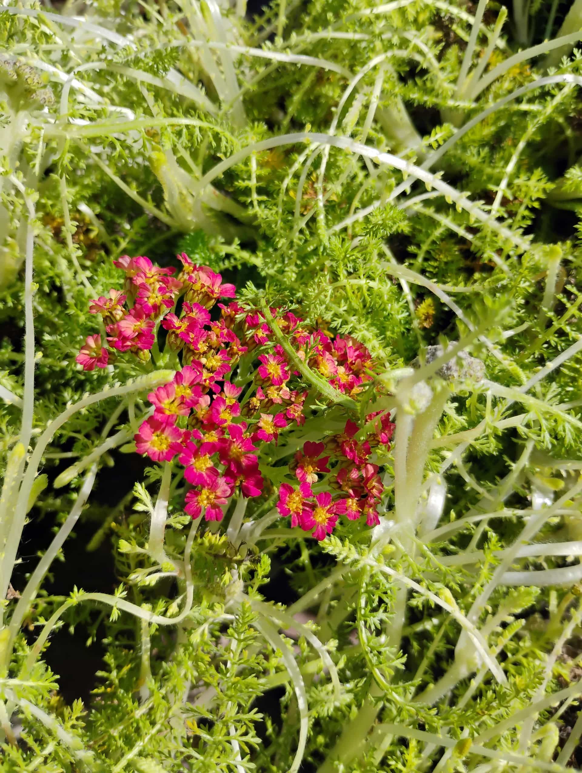 Yarrow (Achillea millefolium), Perennial