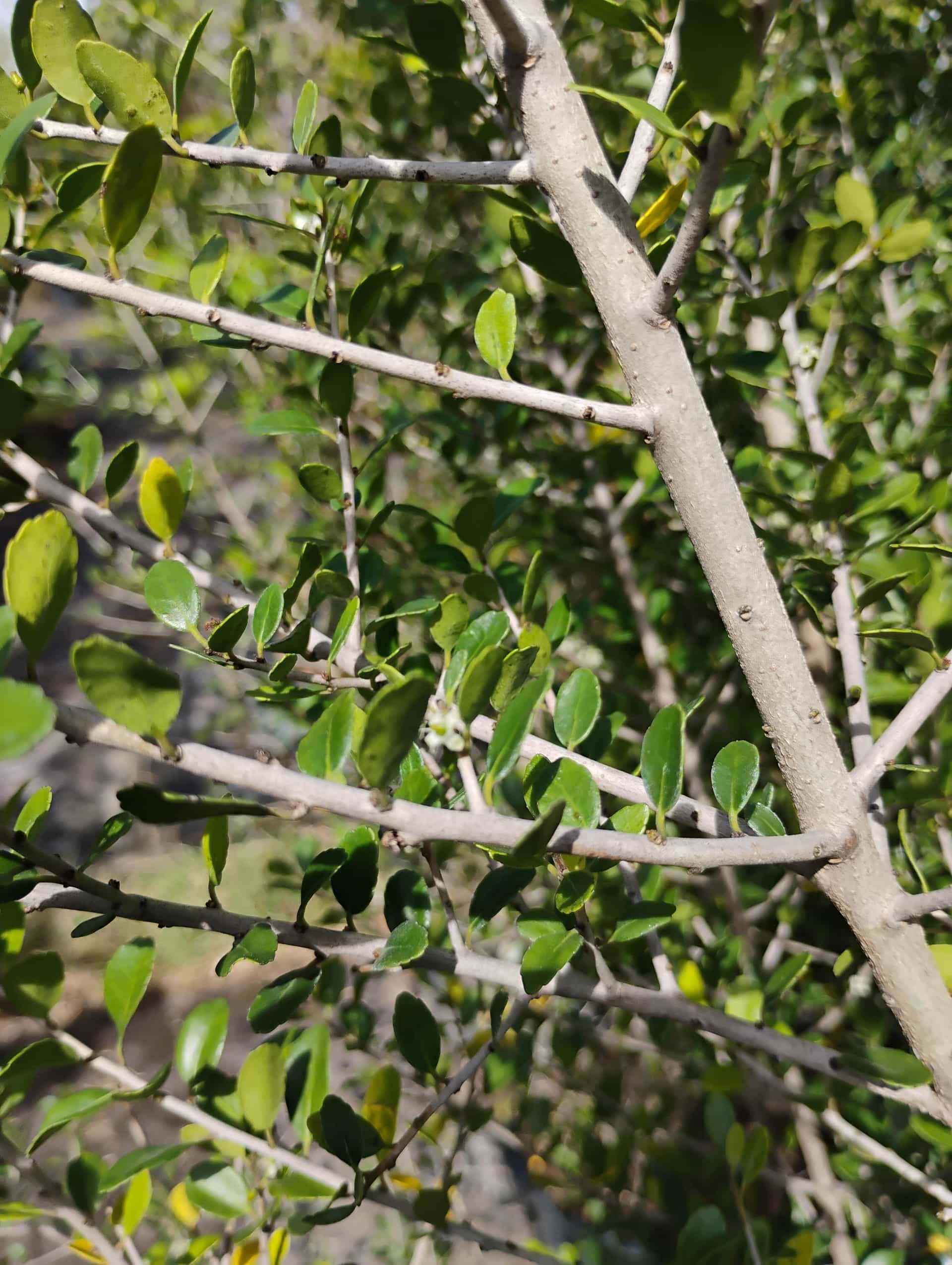 Yaupon Holly (Ilex vomitoria), Shrub