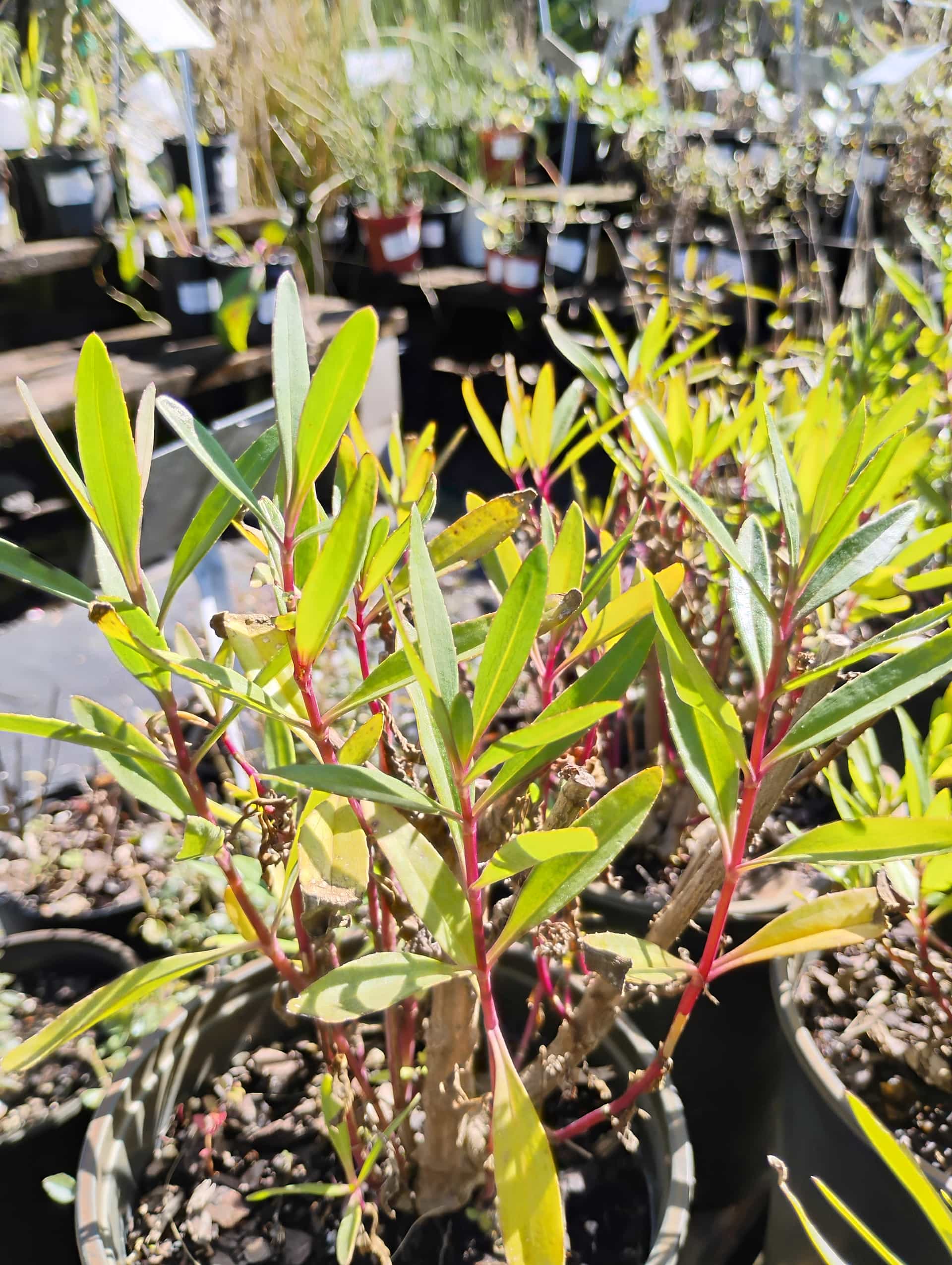 Yellowtop (Flaveria linearis), Perennial