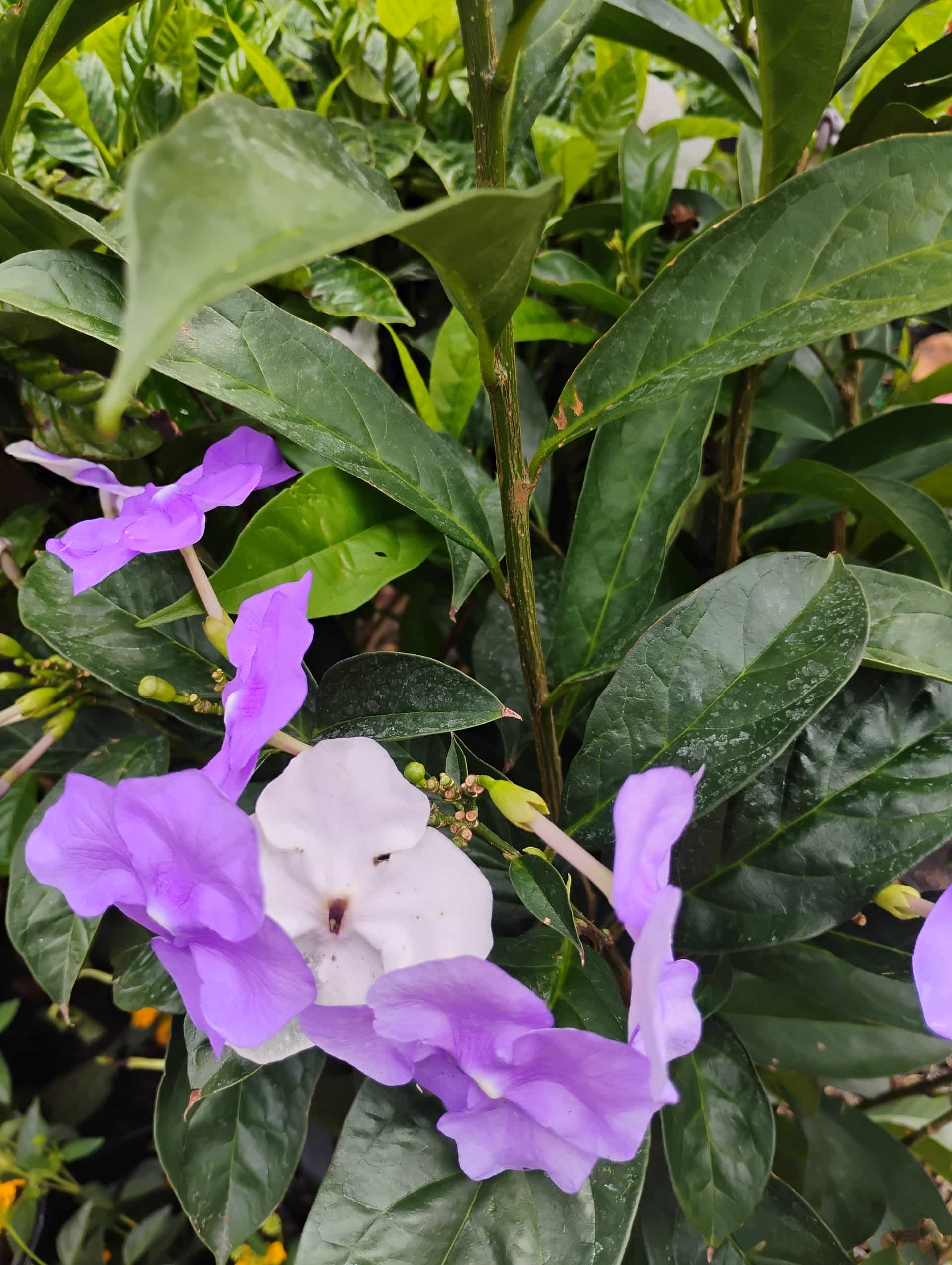 Yesterday-Today-Tomorrow (Brunfelsia pauciflora), Shrub