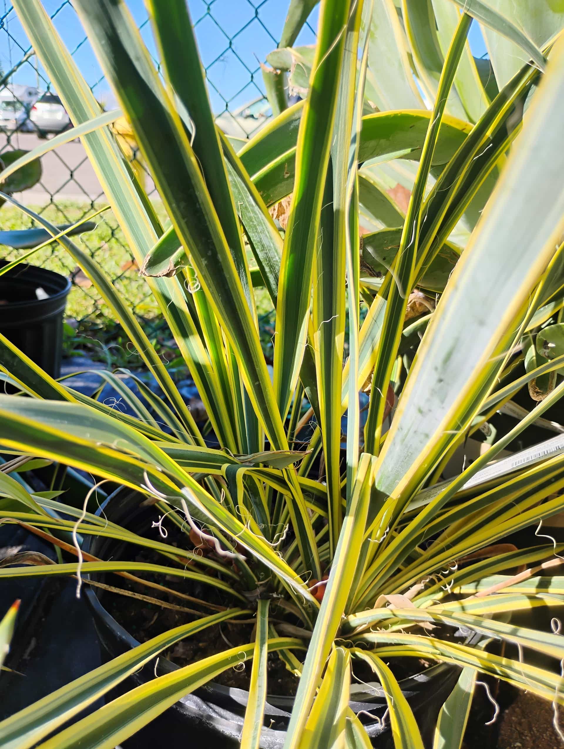 Adam's Needle (Yucca filamentosa), Shrub