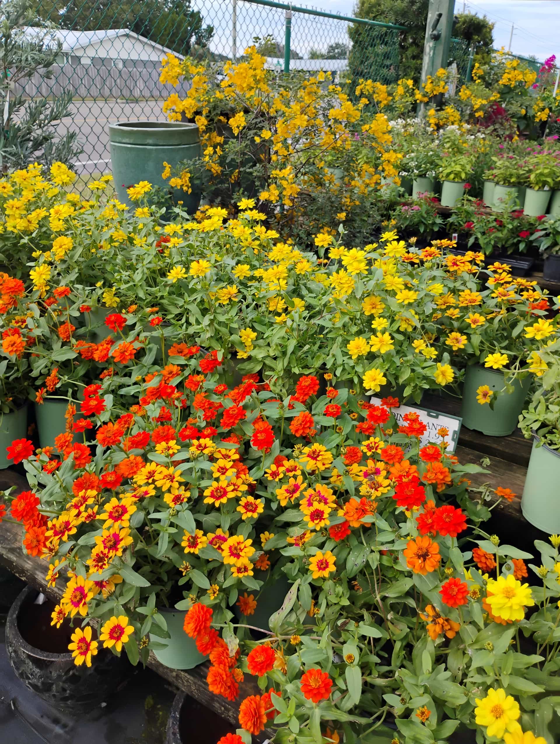 Zinnia (Zinnia violacea), Annual