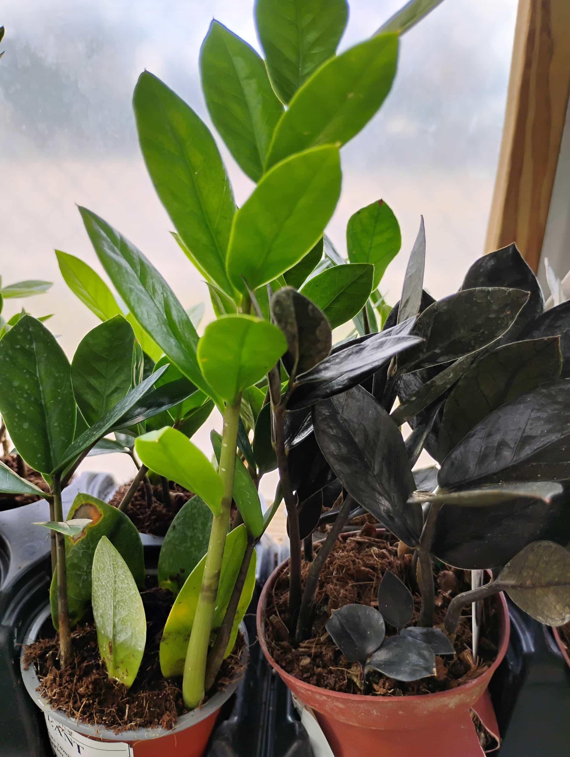 ZZ Plant (Zamioculcas zamiifolia), Houseplant