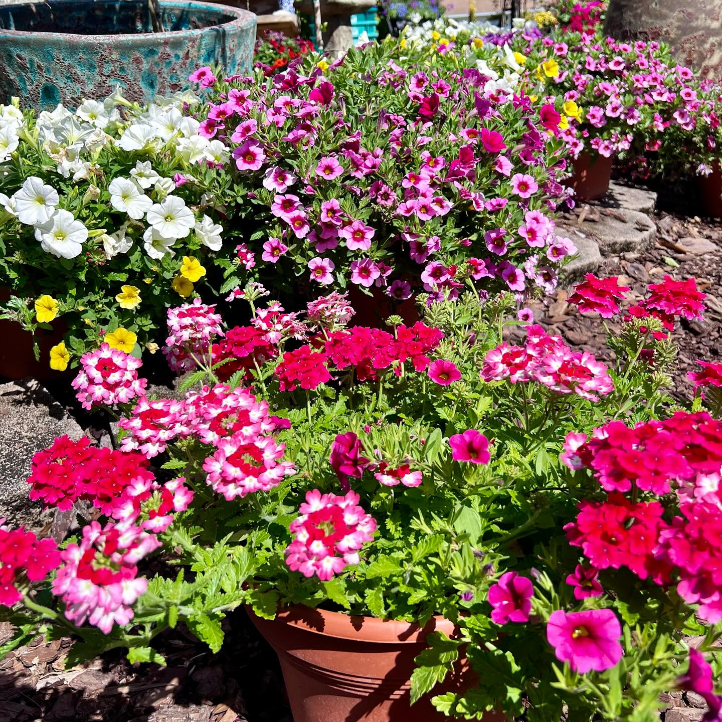 Southern Horticulture the Saint Augustine Nursery and Garden Center