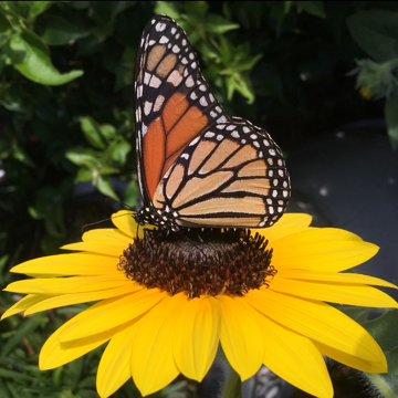 Butterfly landing on a pollinator-friendly plant