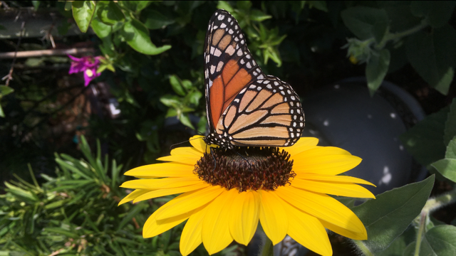 A butterfly landing on a sunflower at Southern Horticulture Saint Augustine